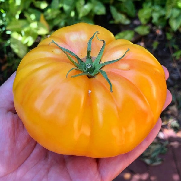 Giant Belgian Yellow Tomato Seeds