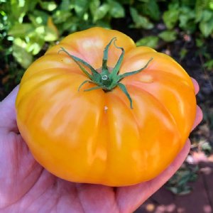 Giant Belgian Yellow Tomato Seeds