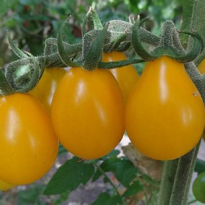 Yellow Pear Tomato Seeds