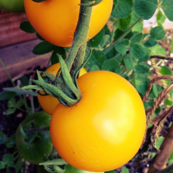 Yellow Perfection Tomato Seeds