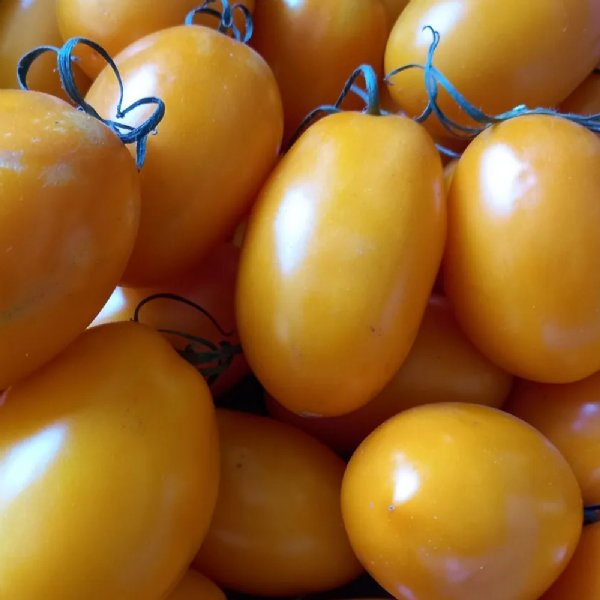 Yellow Plum Tomato Seeds