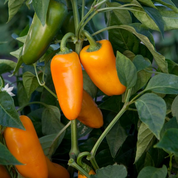 Yellow Sparkler Pepper Seed