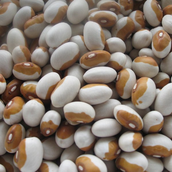 Yellow Eye Bean Seed