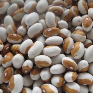 Yellow Eye Bean Seed