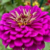 Zinnia Seeds