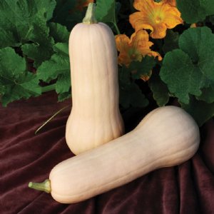 Zodiac Squash Seed