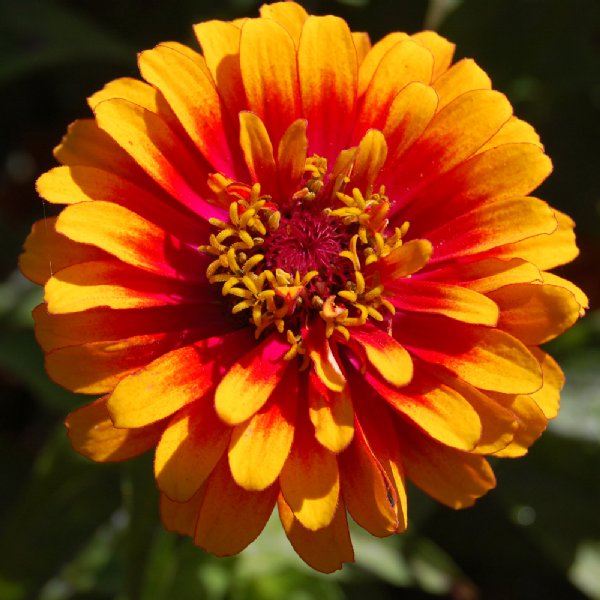 Zowie Yellow Flame Zinnia Seeds