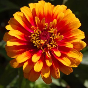 Zowie Yellow Flame Zinnia Seeds